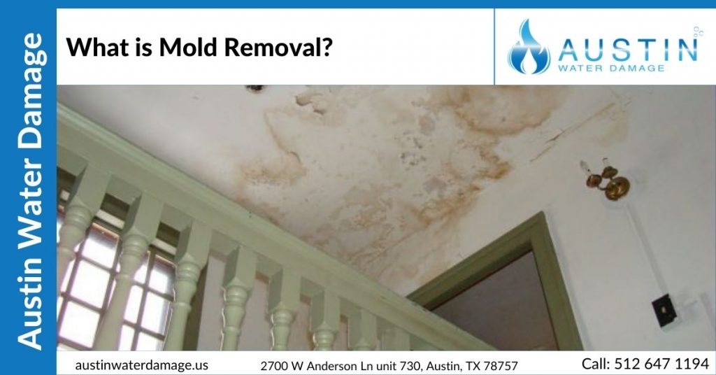 what-is-mold-removal-blog