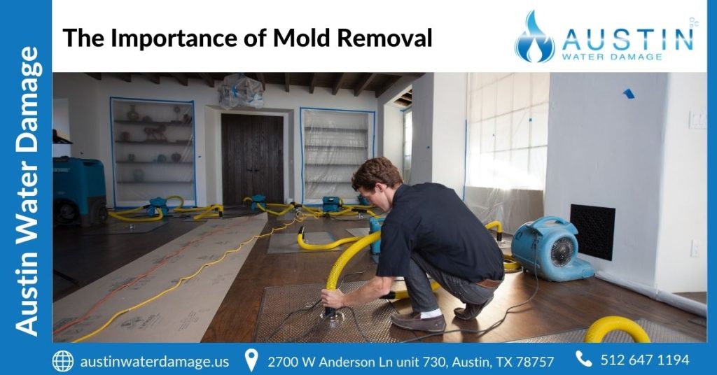 The Importance of Mold Removal